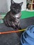 Tall, dark & extremely handsome - rehoming on behalf... Carousel 5