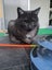 Tall, dark & extremely handsome - rehoming on behalf... Carousel 6