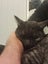 Tall, dark & extremely handsome - rehoming on behalf... Carousel 4
