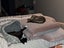CAT RESCUE CHCH - Ready to Adopt - Sweep & Mindy Carousel 2