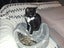 CAT RESCUE CHCH - Ready to Adopt - Sweep & Mindy Carousel 4