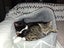 CAT RESCUE CHCH - Ready to Adopt - Sweep & Mindy Carousel 1