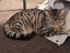 CAT RESCUE CHCH - Ready to Adopt - Sweep & Mindy Carousel 5
