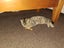 CAT RESCUE CHCH - Ready to Adopt - Sweep & Mindy Carousel 9