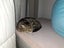 CAT RESCUE CHCH - Ready to Adopt - Sweep & Mindy Carousel 10