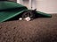 CAT RESCUE CHCH - Ready to Adopt - Sweep & Mindy Carousel 14