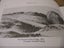 FRONTIER TOWN A History Of Te Awamutu 1884-1984 signed Carousel 7