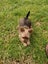 Yorkshire terrier x Carousel 3