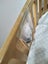 Babyhood Kaylula Sova 5-in-1 Cot & Mattress Carousel 2