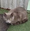 Rescue older kittens "Frodo", "Fabian" and "Finn" Carousel 3