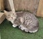 Rescue older kittens "Frodo", "Fabian" and "Finn" Carousel 4