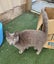 Rescue older kittens "Frodo", "Fabian" and "Finn" Carousel 5
