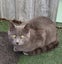 Rescue older kittens "Frodo", "Fabian" and "Finn" Carousel 6
