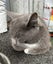 Rescue older kittens "Frodo", "Fabian" and "Finn" Carousel 7