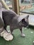 Rescue older kittens "Frodo", "Fabian" and "Finn" Carousel 10