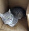 Rescue older kittens "Frodo", "Fabian" and "Finn" Carousel 11