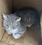 Rescue older kittens "Frodo", "Fabian" and "Finn" Carousel 14