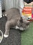 Rescue older kittens "Frodo", "Fabian" and "Finn" Carousel 16
