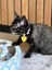 CAT RESCUE CHCH - Ready to adopt - Morana Carousel 4