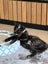 CAT RESCUE CHCH - Ready to adopt - Morana Carousel 5
