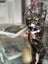 CAT RESCUE CHCH - Ready to adopt - Morana Carousel 3