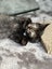 CAT RESCUE CHCH - Ready to adopt - Luci Carousel 4