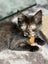 CAT RESCUE CHCH - Ready to adopt - Luci Carousel 3