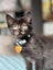 CAT RESCUE CHCH - Ready to adopt - Luci Carousel 2