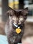 CAT RESCUE CHCH - Ready to adopt - Luci Carousel 5