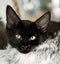 CAT RESCUE CHCH - Ready to adopt - Leviathan Carousel 2