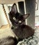 CAT RESCUE CHCH - Ready to adopt - Leviathan Carousel 3