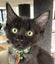 CAT RESCUE CHCH - Ready to adopt - Leviathan Carousel 4