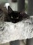 CAT RESCUE CHCH - Ready to adopt - Leviathan Carousel 1