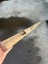 Black Maire Timber – 2.9m Total (2 Pieces: 55x55mm) Carousel 10