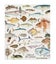 Lens Cloth - Fishes of New Zealand Carousel 1