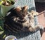 CAT RESCUE CHCH - Ready For Adoption Jordy Carousel 6