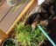 CAT RESCUE CHCH - Ready For Adoption Jordy Carousel 9