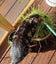 CAT RESCUE CHCH - Ready For Adoption Jordy Carousel 10