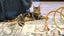 CAT RESCUE CHCH - Ready For Adoption Jordy Carousel 13