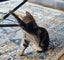 CAT RESCUE CHCH - Ready For Adoption Jordy Carousel 15