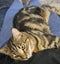 CAT RESCUE CHCH - Ready For Adoption Jordy Carousel 16
