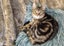 CAT RESCUE CHCH - Ready For Adoption Jordy Carousel 4