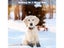 Dog Cat Boots Shoes Socks Waterproof Dog Shoes Rain Snow Pet Booties Anti-Slip Carousel 6