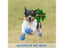 Dog Cat Boots Shoes Socks Waterproof Dog Shoes Rain Snow Pet Booties Anti-Slip Carousel 7