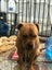 American Staffy Dog Carousel 4