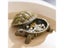Jewelry Box Necklace Earrings Bracelets Decor Holder Turtle Figurine Carousel 3