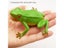 1PC Simulation Frog Model Kids Animal Toy Toad Tricky Scary Squeeze Sound Hobby Carousel 3