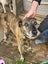Chippy - Rehome by 27 July, Good with Other Dogs and Children Carousel 2
