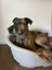 Chippy - Rehome by 27 July, Good with Other Dogs and Children Carousel 3