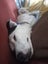 Pound Paws Rescue - Lillie, Oamaru Carousel 5